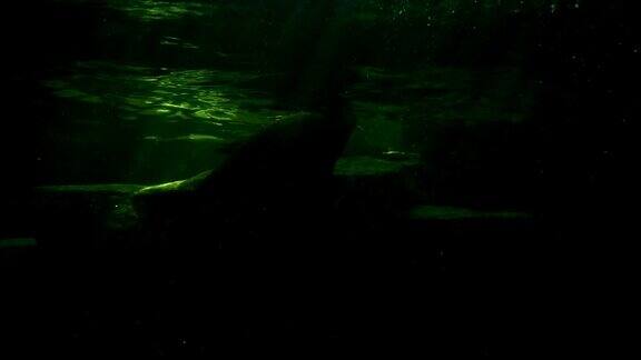 水下夹水獭与光从表面游泳