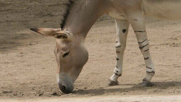 近-头和前腿的索马里野驴