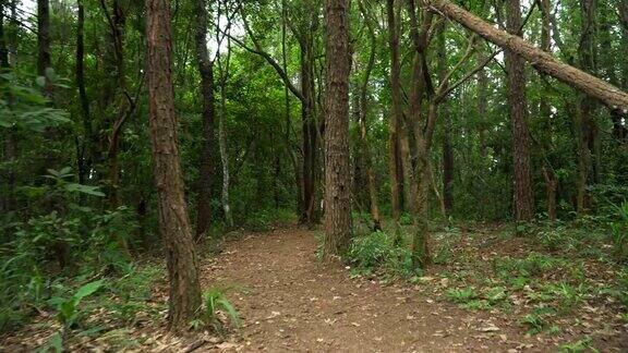 在泰国北部热带森林的一条干净的小路上行走