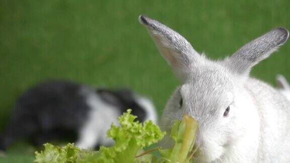 工作室拍摄兔子吃蔬菜和玉米和复活节蛋