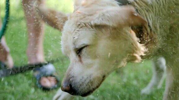 湿的白色狗在慢动作甩水