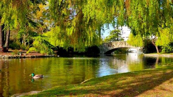 比肯山公园有鸭子的4K池塘和有柳树的石拱桥