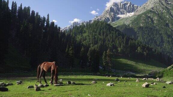 马在绿色的景观上吃草