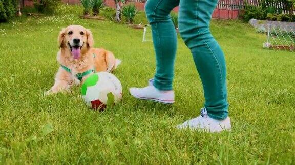 金毛猎犬和女主人在户外玩球