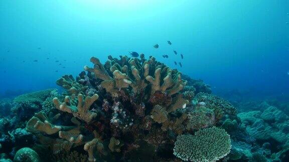 藏在海底硬珊瑚中的小热带鱼