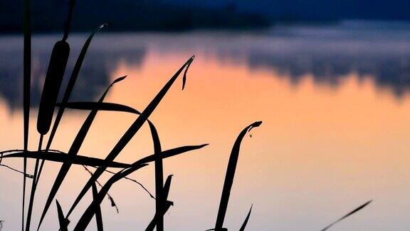 剪影芦苇在日落河茎生长在水附近