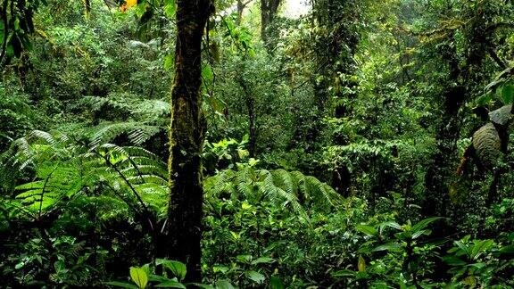 Monteverde云雾森林哥斯达黎加