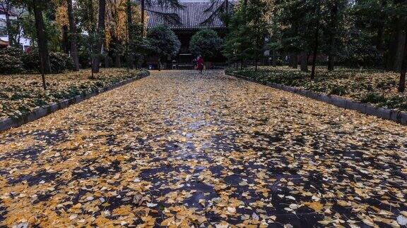 银杏叶落满了草地