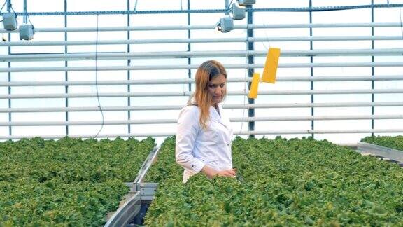 一名温室女工正在检查盆栽的莴苣苗