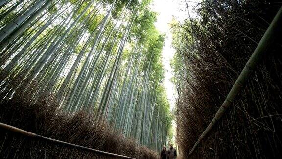 4k时光流逝:人们在日本京都岚山的竹林里散步倾斜向下拍摄的