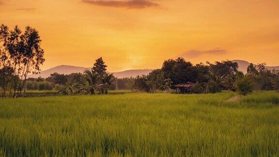 4K时间流逝:稻田和美丽的早晨日出
