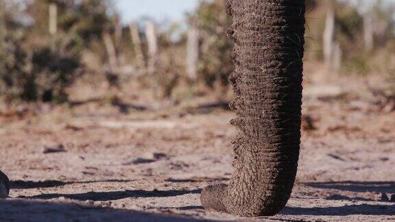 4K近距离观看大象的鼻子休息在地面上博茨瓦纳