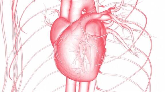 人体循环系统心脏跳动解剖动画概念