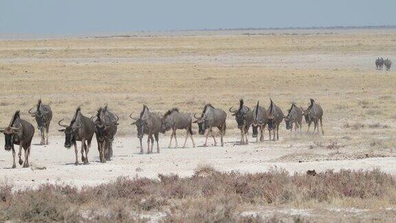 一群非洲角马在开阔的大草原环境中行走-广角镜头