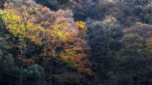 秋天的山谷里森林变得五彩缤纷
