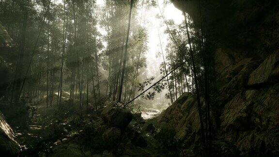 宁静的竹林笼罩在神秘的雾中
