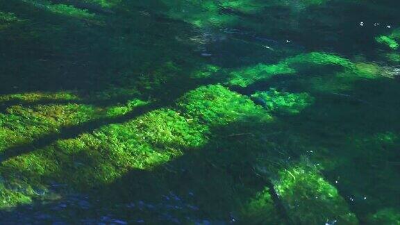 绿藻在清澈的水流下摇曳