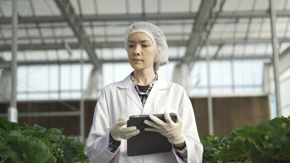 女科学家用平板电脑检查有机草莓农场