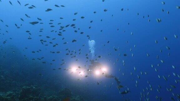 在加勒比海库拉索岛周围的珊瑚礁里的饵球