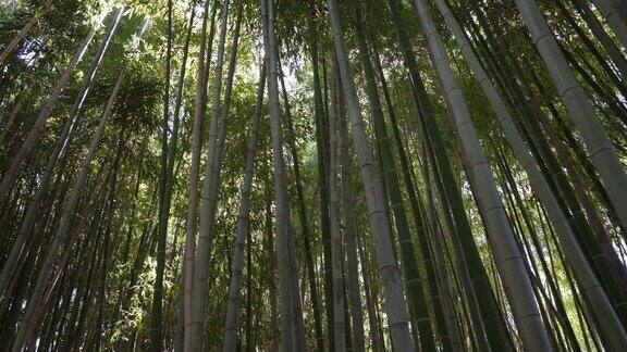 淘金竹林斑驳阳光树线