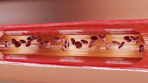 红血球在动脉内流动横切面健康的红色血液流动3d渲染
