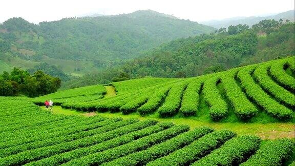 泰国清莱省的绿茶农场景观