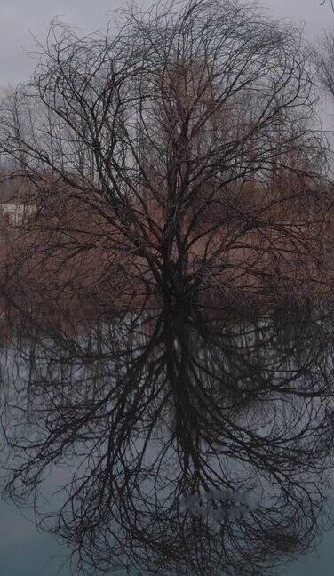 一棵光秃秃的树倒影在湖面上