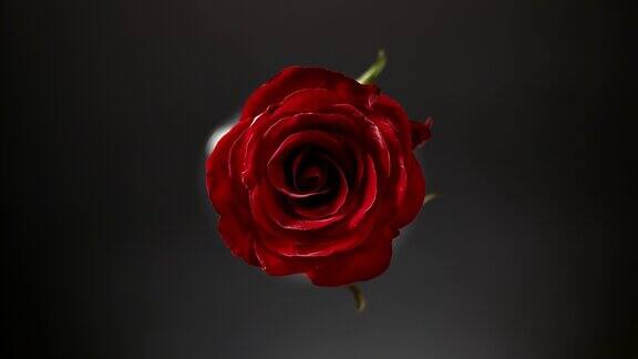 在黑色的背景上红色的玫瑰被光线照射了一段时间