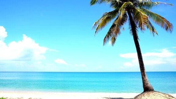 晴朗的蓝天和棕榈树在美丽的热带海滩在夏季在泰国普吉岛