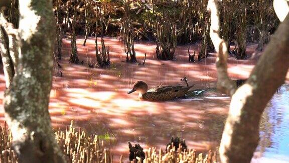 旱季蓝藻繁盛的红树湿地高盐度的粉红色水道中水鸭、灰青鸭(anasgracilis)游过现场觅食无脊椎动物