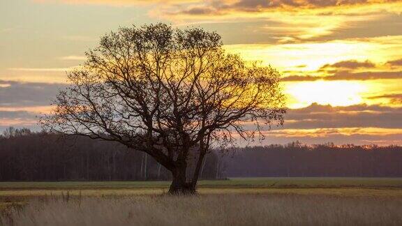 8K拍摄的一棵树在日出