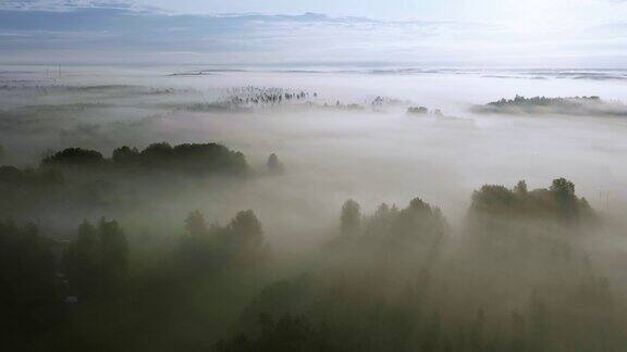 鸟瞰雾蒙蒙的树林夏日日出在斯堪的纳维亚乡村