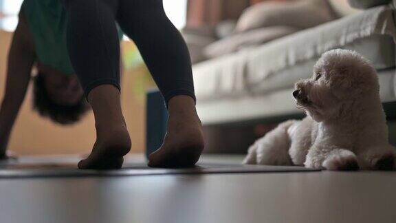 亚洲华人中年女性练习瑜伽锻炼在家里客厅而她的玩具贵宾犬打扰她寻求注意力分散