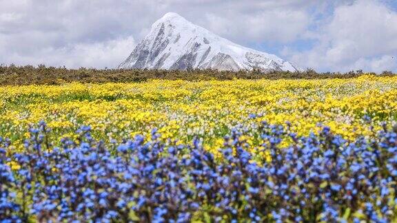 川西雪山花海