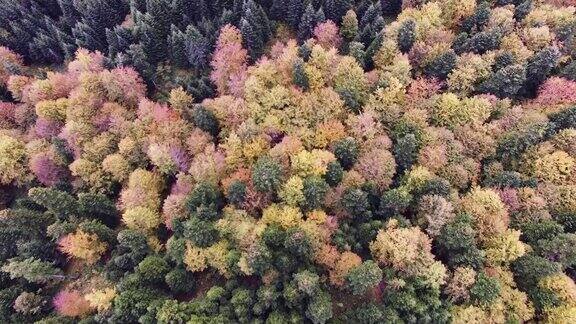 秋天森林的鸟瞰图松树和枫树
