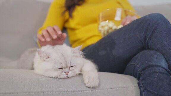 年轻女性在看电影时抚摸家猫的特写镜头漂亮漂亮的女性坐在沙发上和温柔的小猫咪在家里的客厅里度过休闲的闲暇时光
