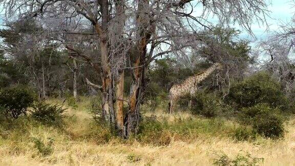 长颈鹿在野生