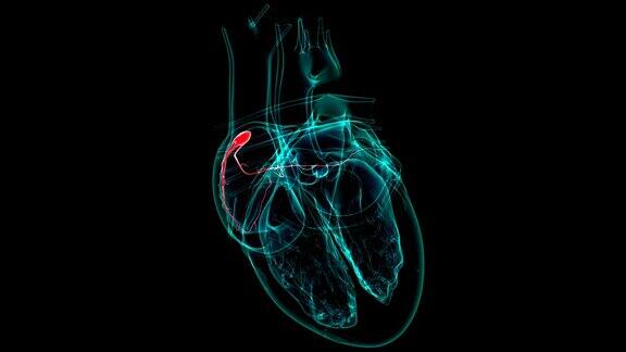 心脏解剖SA窦房结的医学概念3D