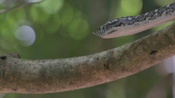 在茂密的雨林环境中狩猎蛇-钻石蟒