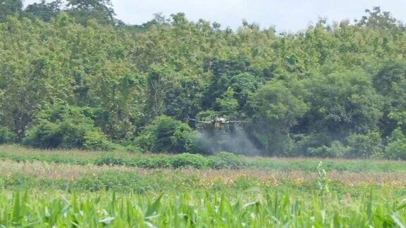 农业无人机飞到玉米地喷洒肥料