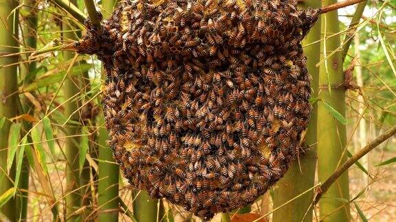 蜂房上的野蜜蜂
