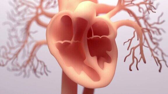 人类心脏三维插图血液流经心脏人体心脏解剖泵血通过心血管系统