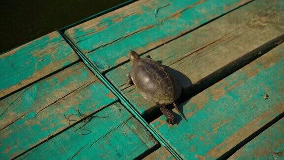 乌龟在木桥上行走乌龟跳进河里河龟走到水里