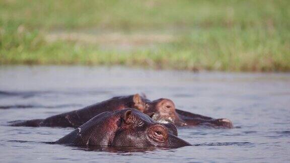 在奥卡万戈三角洲的一条河里游泳的两只河马的特写镜头博茨瓦纳
