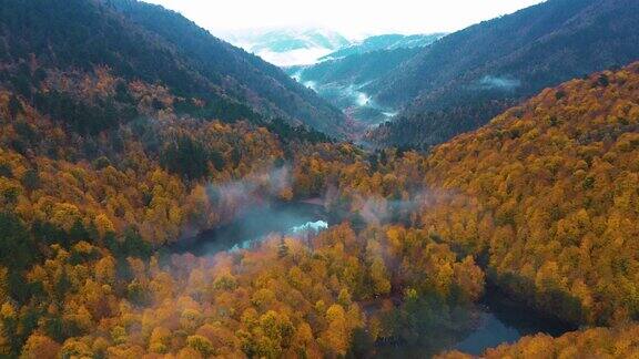 在雾中升起无人机从上面看到满是黄色和橙色秋叶的森林和山脉YedigollerBolu
