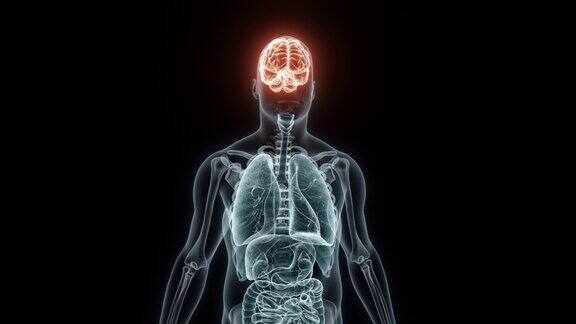 人类大脑的3D医学动画渲染脑部x光片