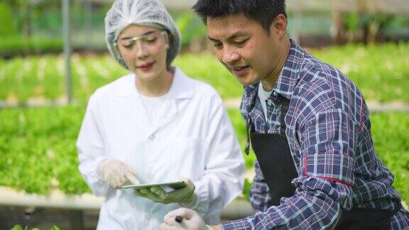 亚洲女性科学家和亚洲男性农民一起工作在温室实验中检查一种有机蔬菜的水培实验结果