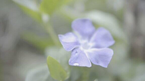 4K跑桃金娘小长春花花园里的紫色花