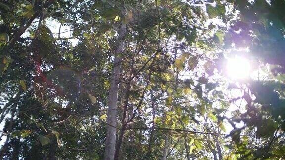 绿色森林中的阳光