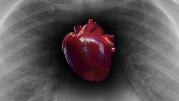 健康的心脏在跳动x射线骨架背景
